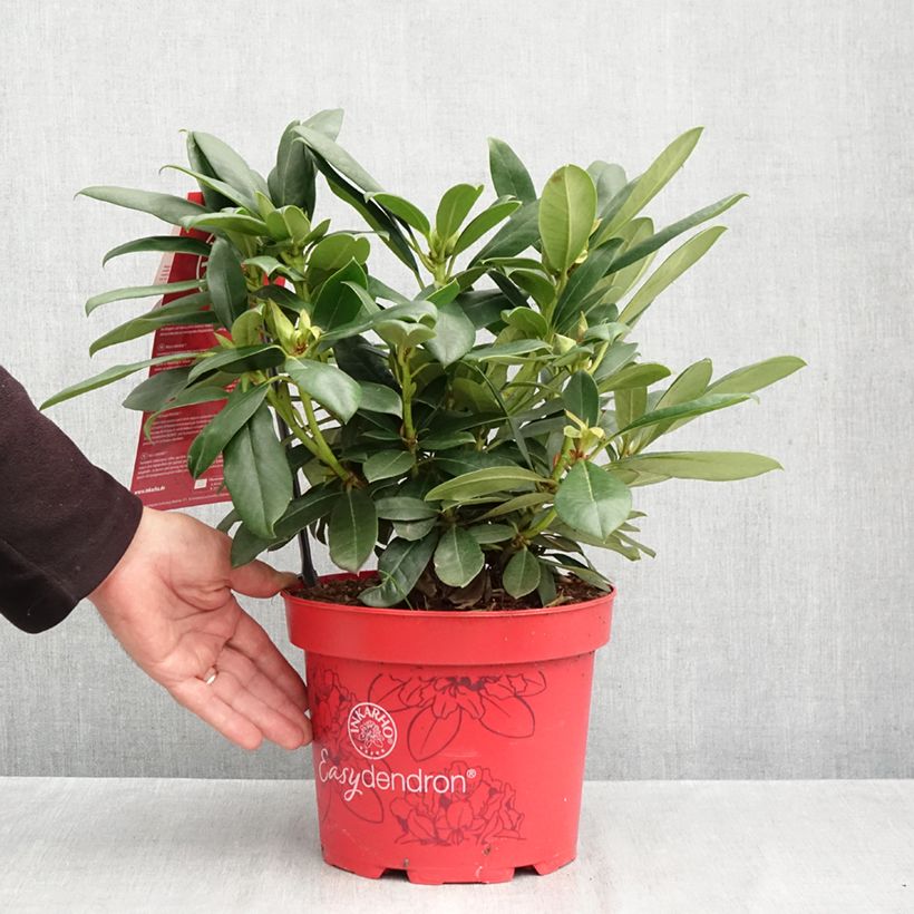 Exemplaar van Rhododendron Easydendron INKARHO Pfauenauge - Grootbloemige rododendron Pot van 4 l/5 l zoals geleverd in de herfst