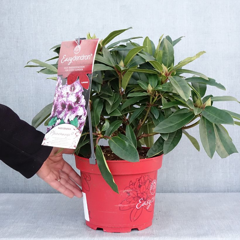 Exemplaar van Rhododendron hybride Easydendron INKARHO Pfauenauge Pot de 4L/5L zoals geleverd in de winter