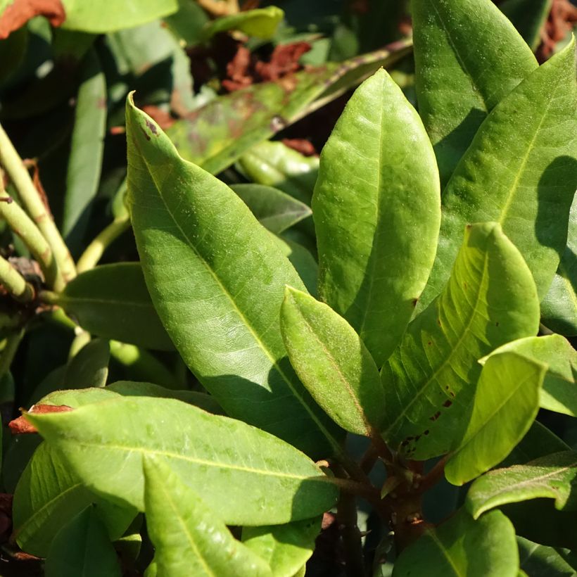 Rhododendron Easydendron INKARHO Rabatz - Grootbloemige rododendron (Blad)