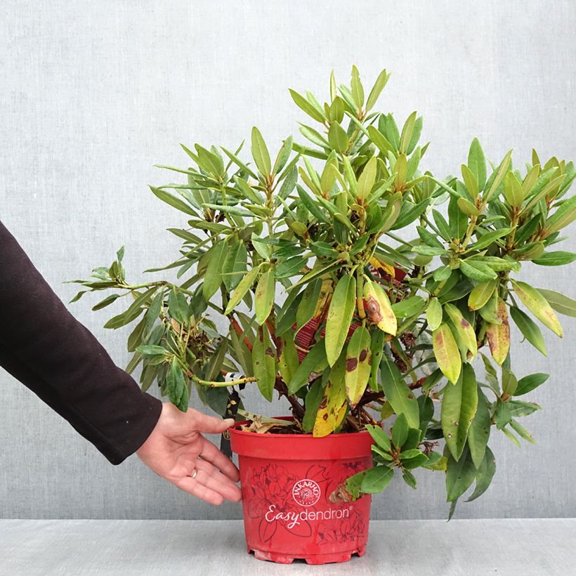 Exemplaar van Rhododendron Easydendron INKARHO Rabatz - Grootbloemige rododendron Pot van 4 l/5 l zoals geleverd in de herfst