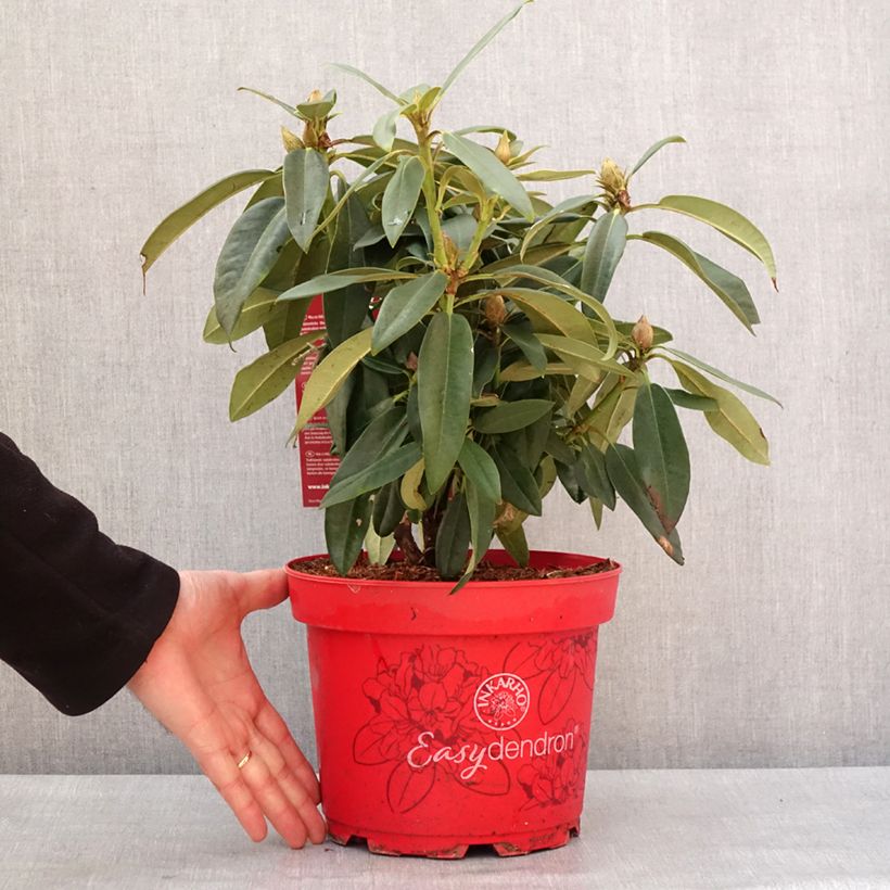 Exemplaar van Rhododendron hybride Easydendron INKARHO Rabatz Pot de 4L/5L zoals geleverd in de winter