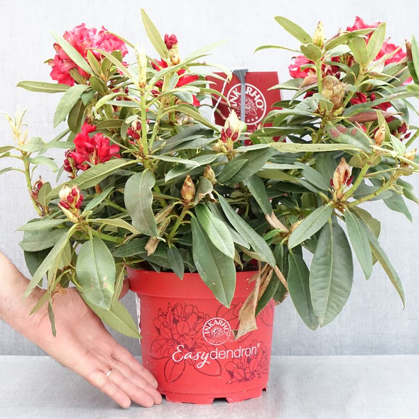 Exemplaar van Rhododendron Easydendron INKARHO Rabatz - Grootbloemige rododendron Pot van 4 l/5 l zoals geleverd in de lente