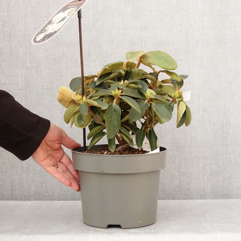 Exemplaar van Rhododendron hybride Easydendron INKARHO Special Dane Pot de 4L/5L zoals geleverd in de winter