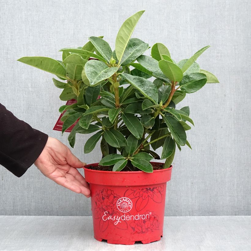 Exemplaar van Rhododendron Inkarho Easydendron Diderk - Grootbloemige rododendron Pot van 4 l/5 l zoals geleverd in de herfst