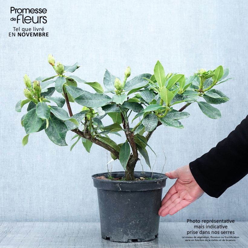 Exemplaar van Rhododendron Janet Ward - Grootbloemige rododendron Pot van 4 l/5 l zoals geleverd in de herfst