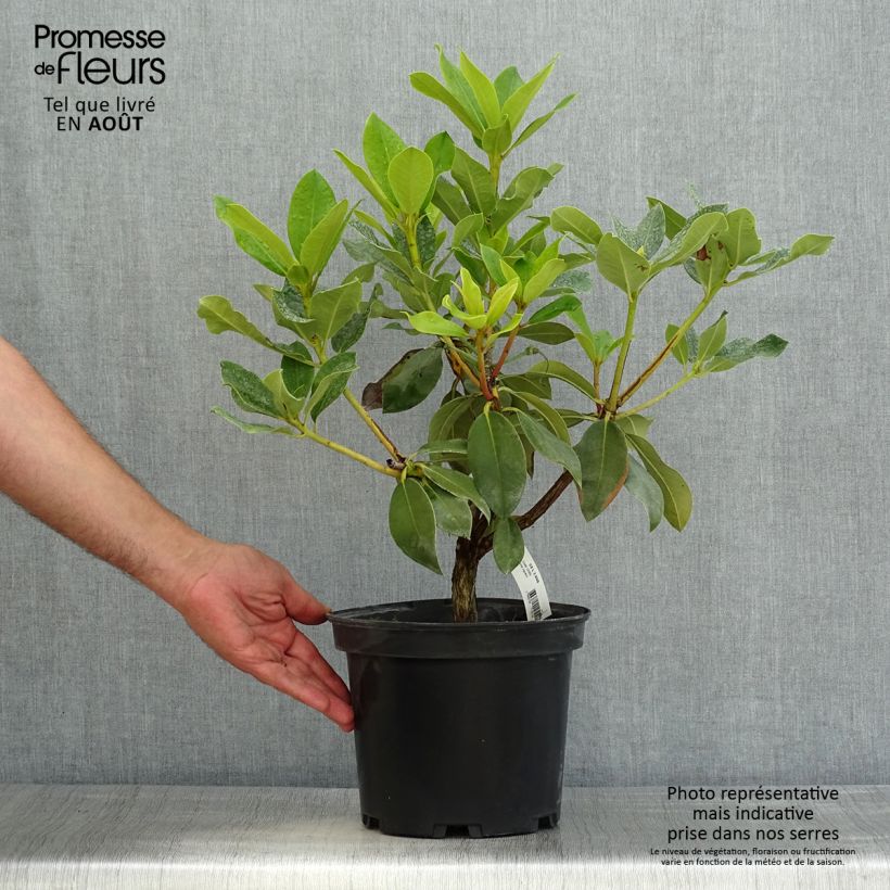Exemplaar van Rhododendron Janet Ward - Grootbloemige rododendron Pot van 4 l/5 l zoals geleverd in de zomer