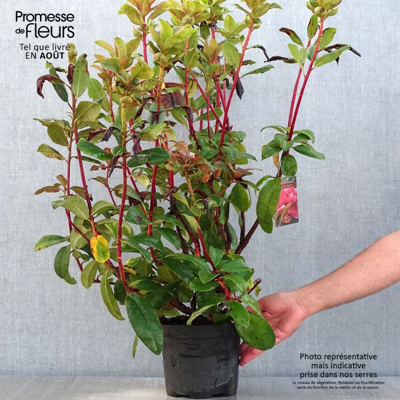 Exemplaar van Rhododendron Moser's Maroon - Grootbloemige rododendron Pot van 4 l/5 l zoals geleverd in de zomer