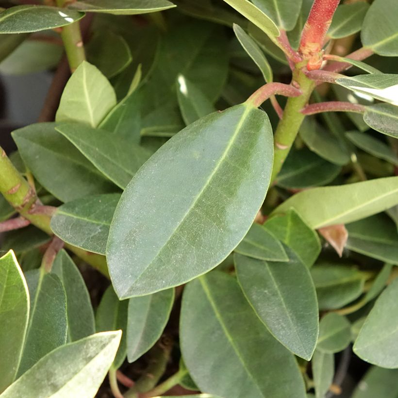 Rhododendron Raphaela - Grootbloemige rododendron (Blad)