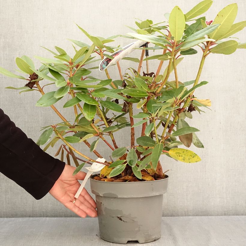 Exemplaar van Rhododendron Raphaela - Grootbloemige rododendron Pot van 4 l/5 l zoals geleverd in de herfst