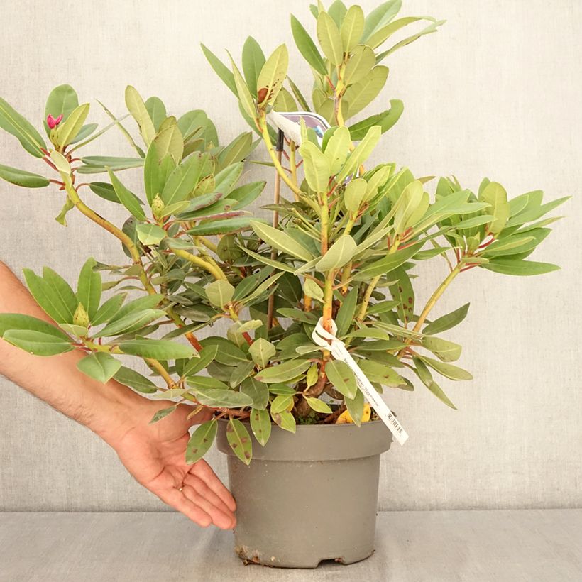 Exemplaar van Rhododendron Raphaela - Grootbloemige rododendron Pot van 4 l/5 l zoals geleverd in de zomer