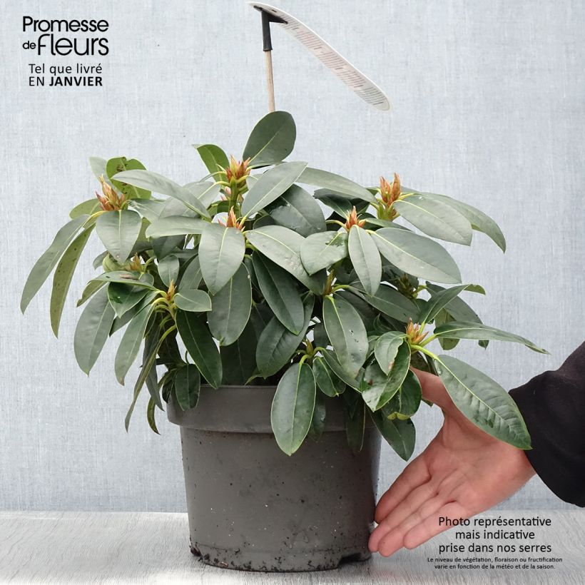 Exemplaar van Rhododendron hybride Raphaela Pot de 4L/5L zoals geleverd in de winter