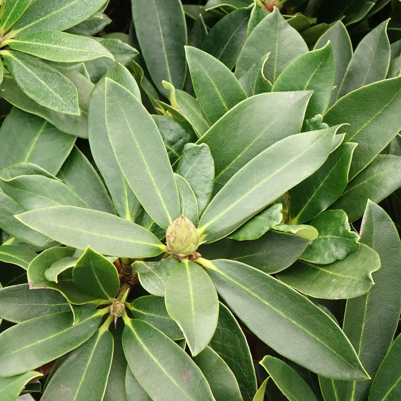 Rhododendron Rwain - Grootbloemige rododendron (Blad)