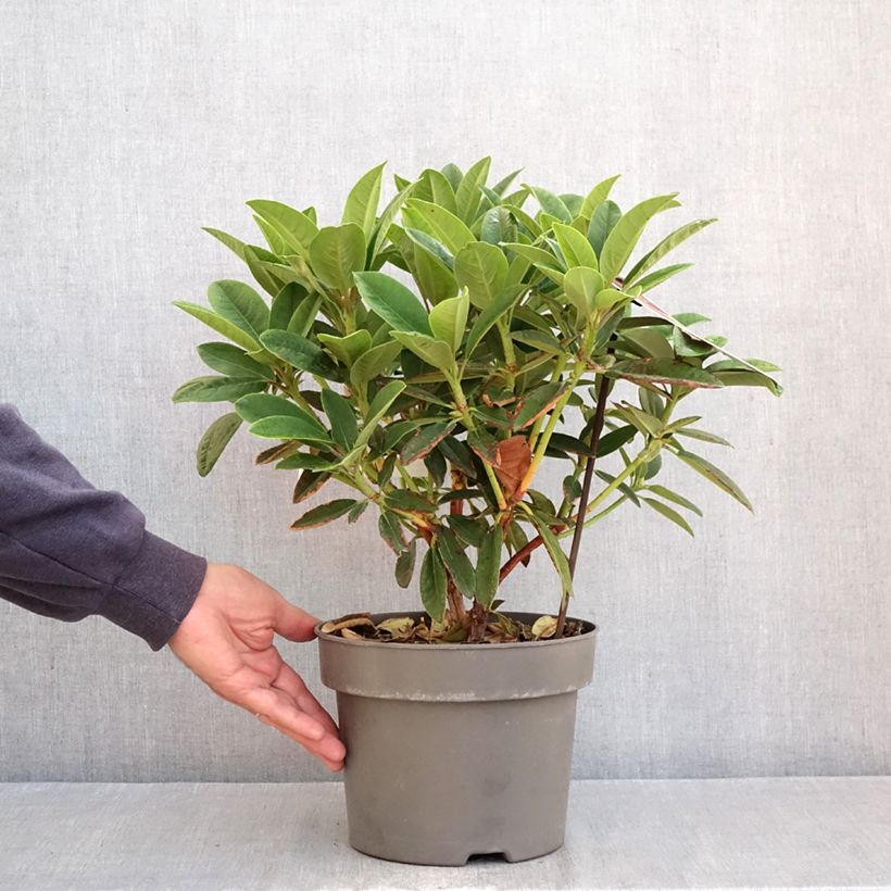 Exemplaar van Rhododendron Sun Fire - Grootbloemige rododendron Pot van 4 l/5 l zoals geleverd in de herfst