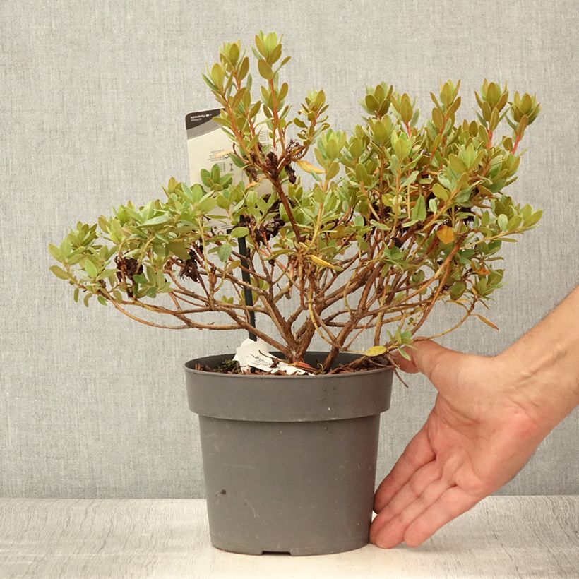 Exemplaar van Rhododendron Ramapo - Dwergrododendron Pot van 2 l/3 l zoals geleverd in de zomer