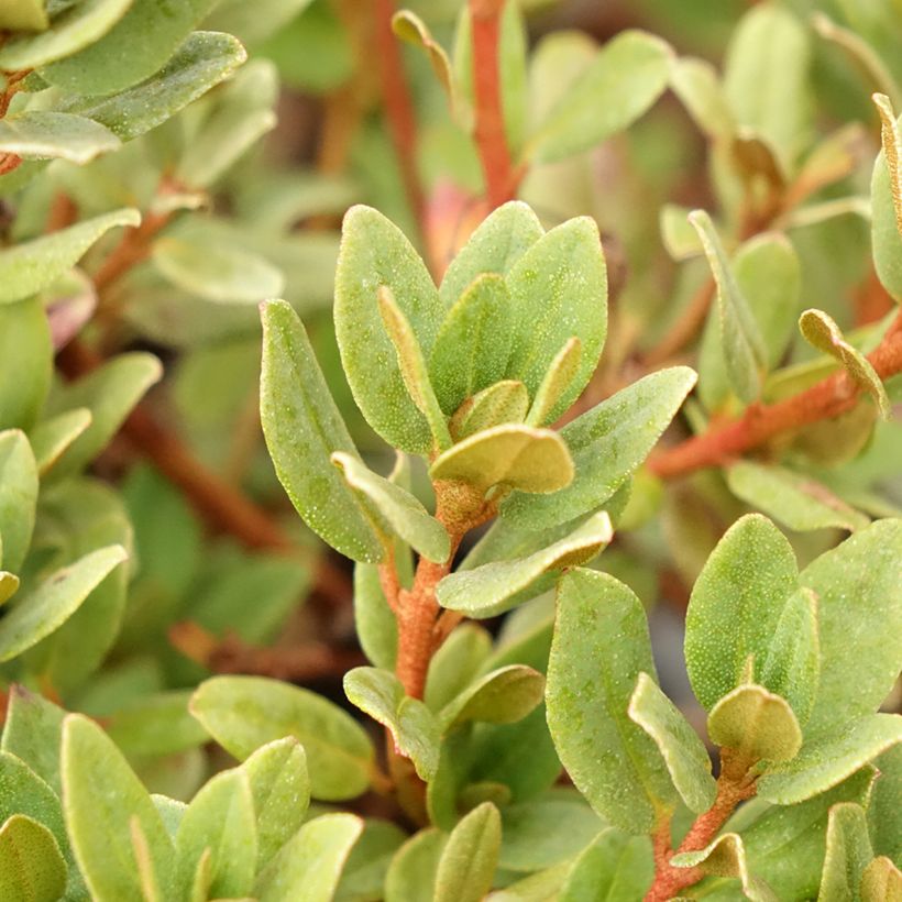 Rhododendron Ramapo - Dwergrododendron (Blad)