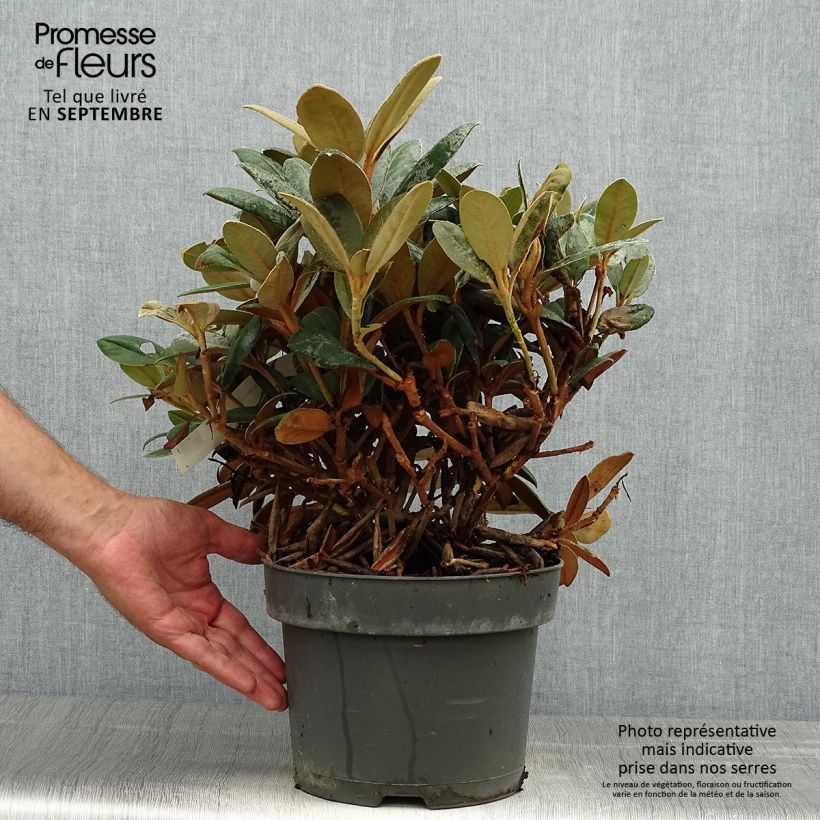 Exemplaar van Rhododendron INKARHO Bellini - Grootbloemige rododendron Pot van 4 l/5 l zoals geleverd in de herfst