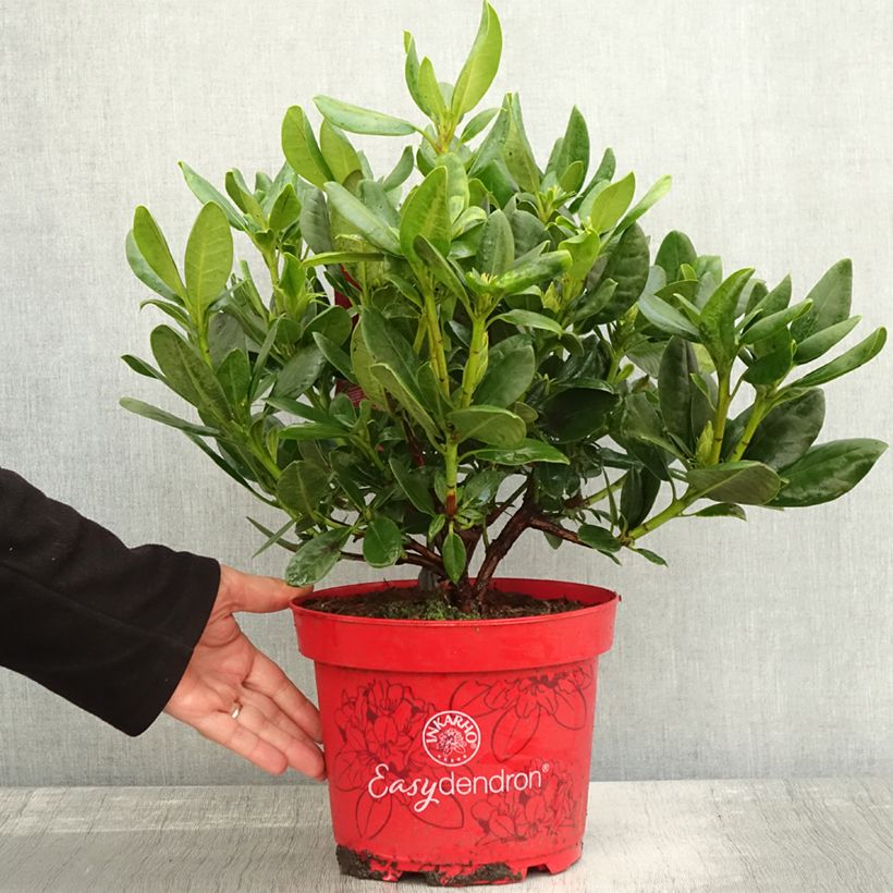 Exemplaar van Rhododendron INKARHO Brasilia - Grootbloemige rododendron Pot van 4 l/5 l zoals geleverd in de herfst