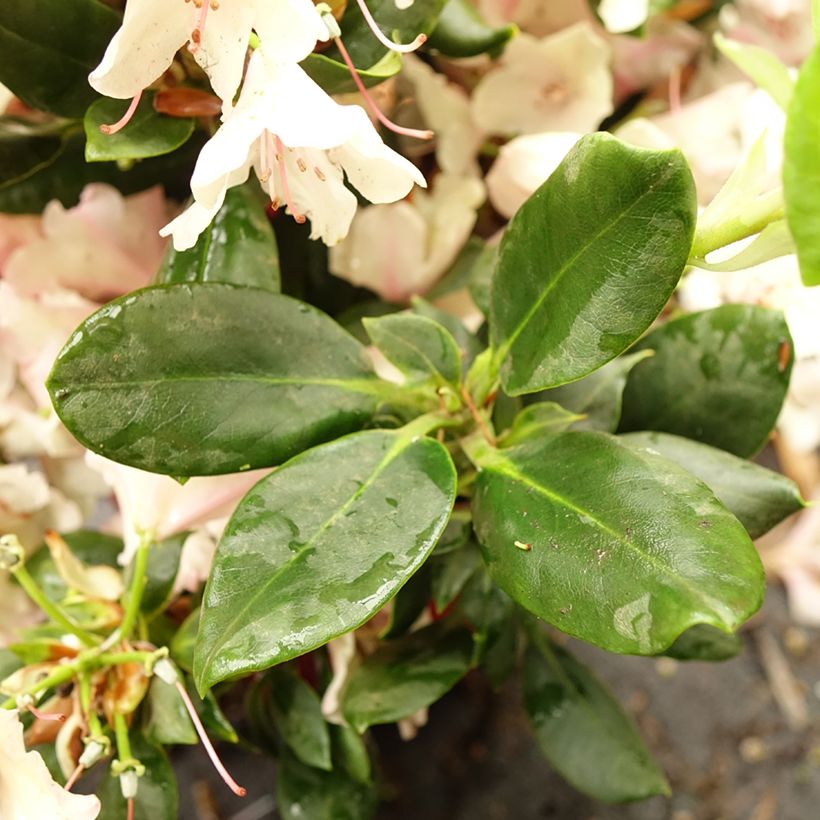 Rhododendron INKARHO Brasilia - Grootbloemige rododendron (Blad)