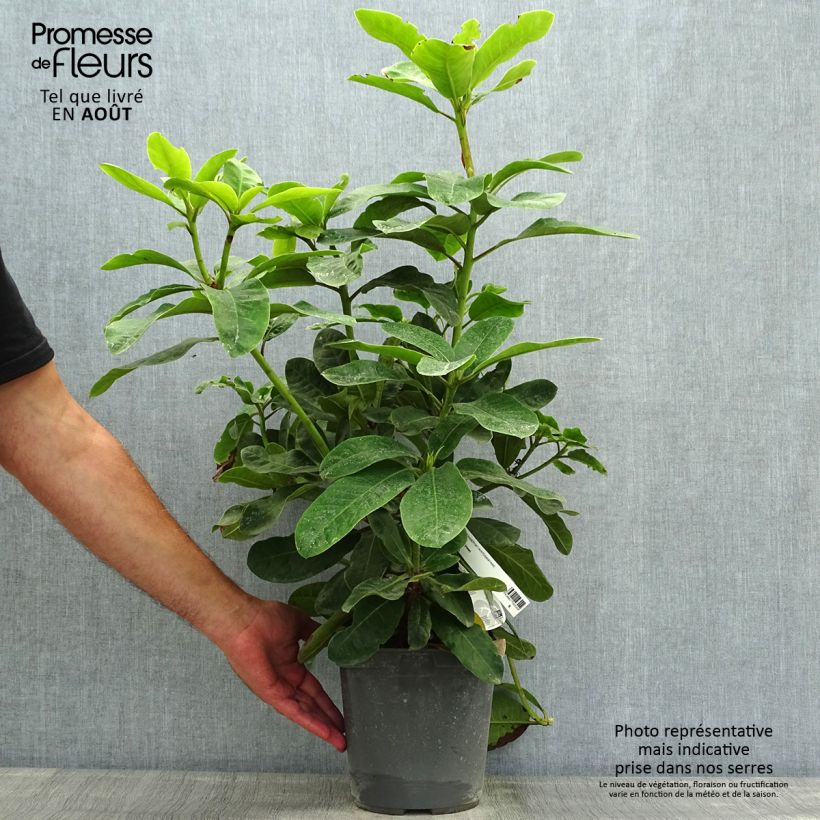 Exemplaar van Rhododendron INKARHO Furnivall's Daughter - Grootbloemige rododendron Pot van 3 l/4 l zoals geleverd in de zomer