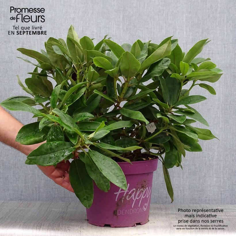 Exemplaar van Rhododendron INKARHO Happydendron Pushy Purple - Grootbloemige rododendron Pot van 4 l/5 l zoals geleverd in de herfst