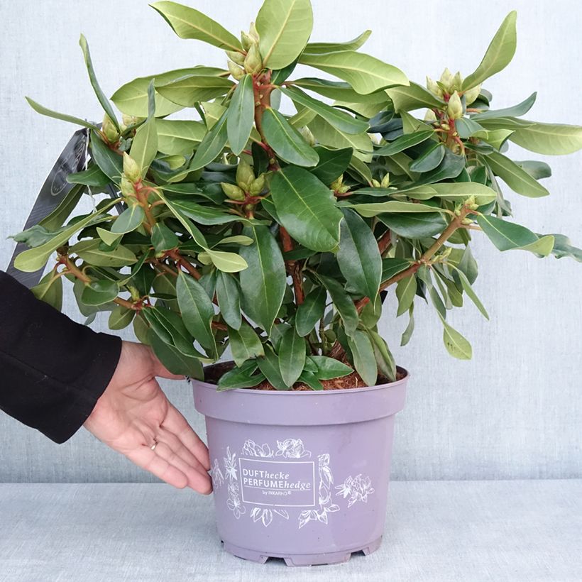 Exemplaar van Rhododendron Inkarho Lila Dufthecke Pot de 4L/5L zoals geleverd in de winter