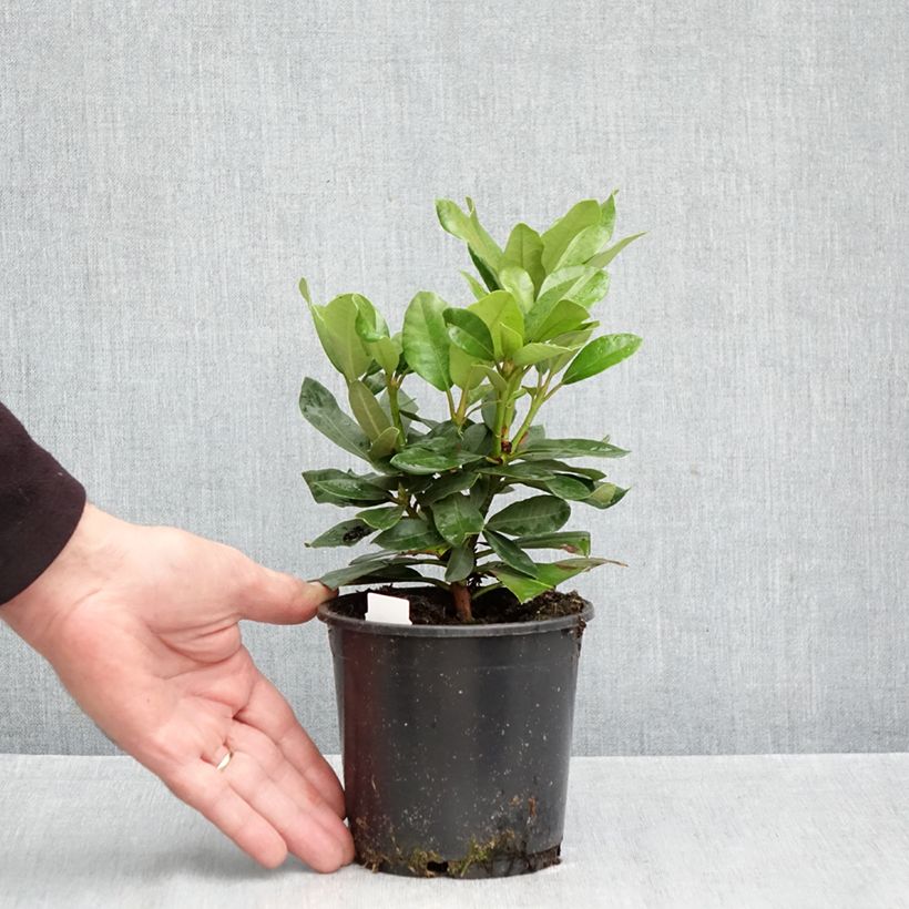 Exemplaar van Rhododendron INKARHO Nova Zembla - Grootbloemige rododendron Pot van 12 cm / 13 cm zoals geleverd in de herfst