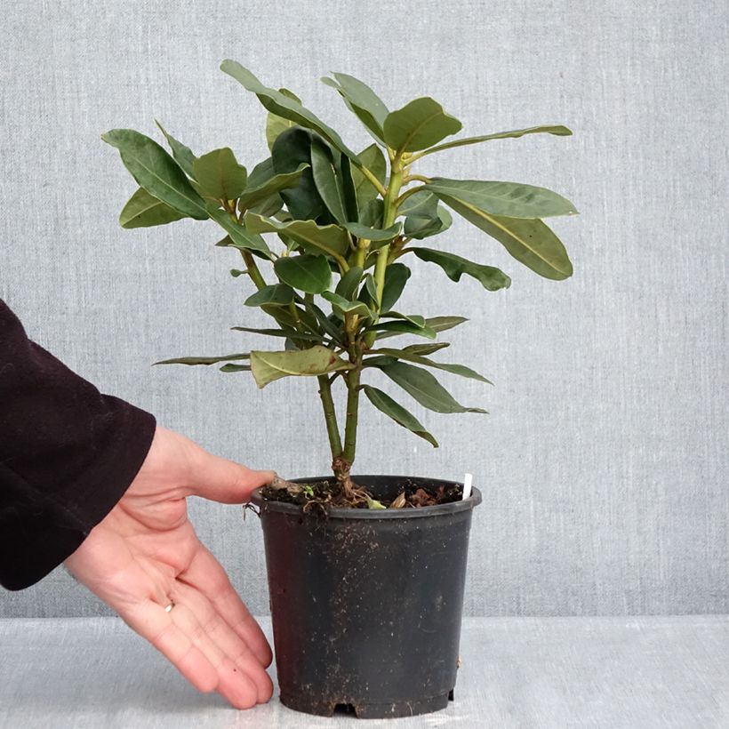 Example of Rhododendron INKARHO Nova Zembla - Grootbloemige rododendron Pot van 12 cm / 13 cm as you get in hiver
