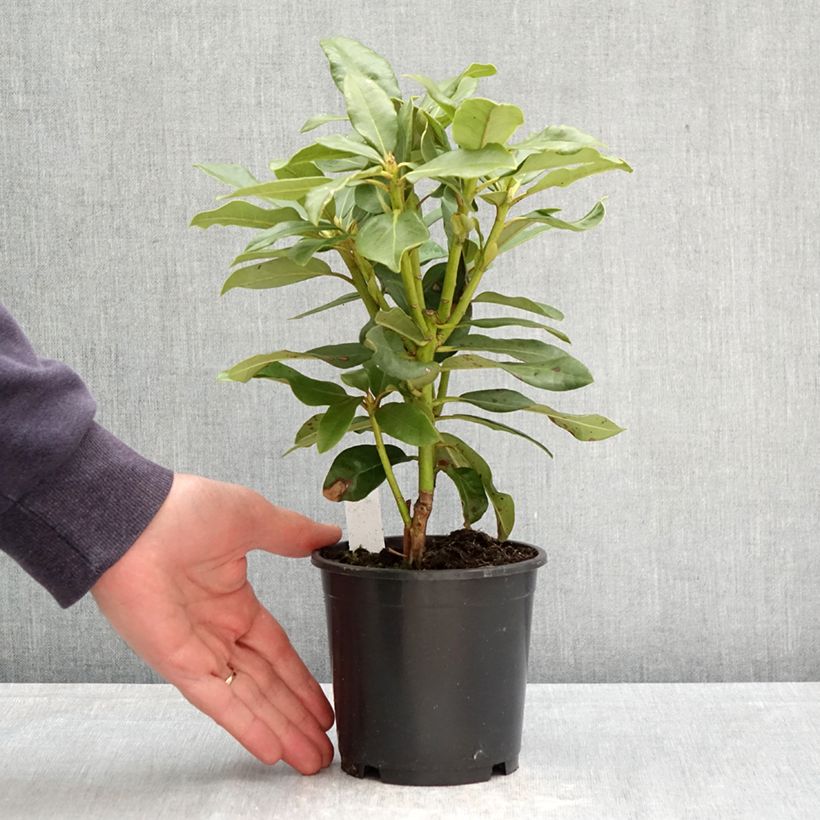 Exemplaar van Rhododendron INKARHO Nova Zembla - Grootbloemige rododendron Pot van 12 cm / 13 cm zoals geleverd in de lente