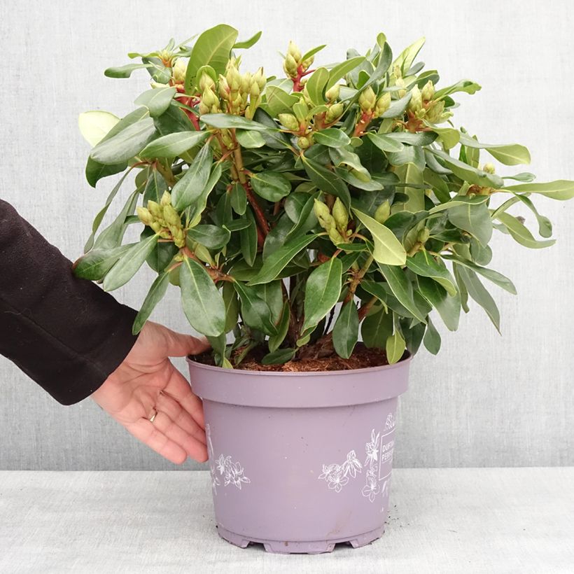 Exemplaar van Rhododendron Inkarho Rosa Dufthecke Pot de 4L/5L zoals geleverd in de winter