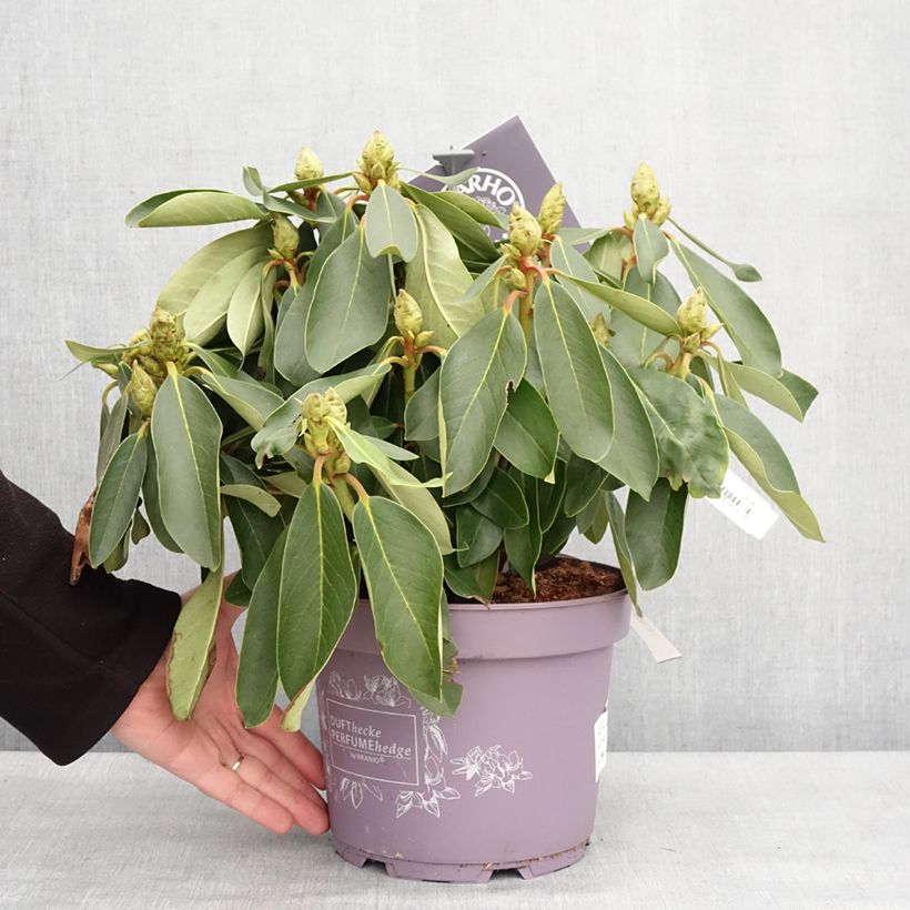 Exemplaar van Rhododendron INKARHO Weiße Dufthecke - Grootbloemige rododendron Pot van 4 l/5 l zoals geleverd in de winter