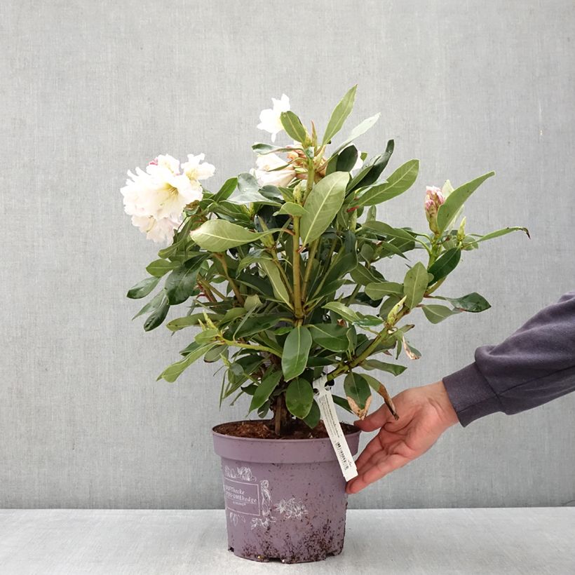 Exemplaar van Rhododendron INKARHO Weiße Dufthecke - Grootbloemige rododendron Pot van 4 l/5 l zoals geleverd in de lente