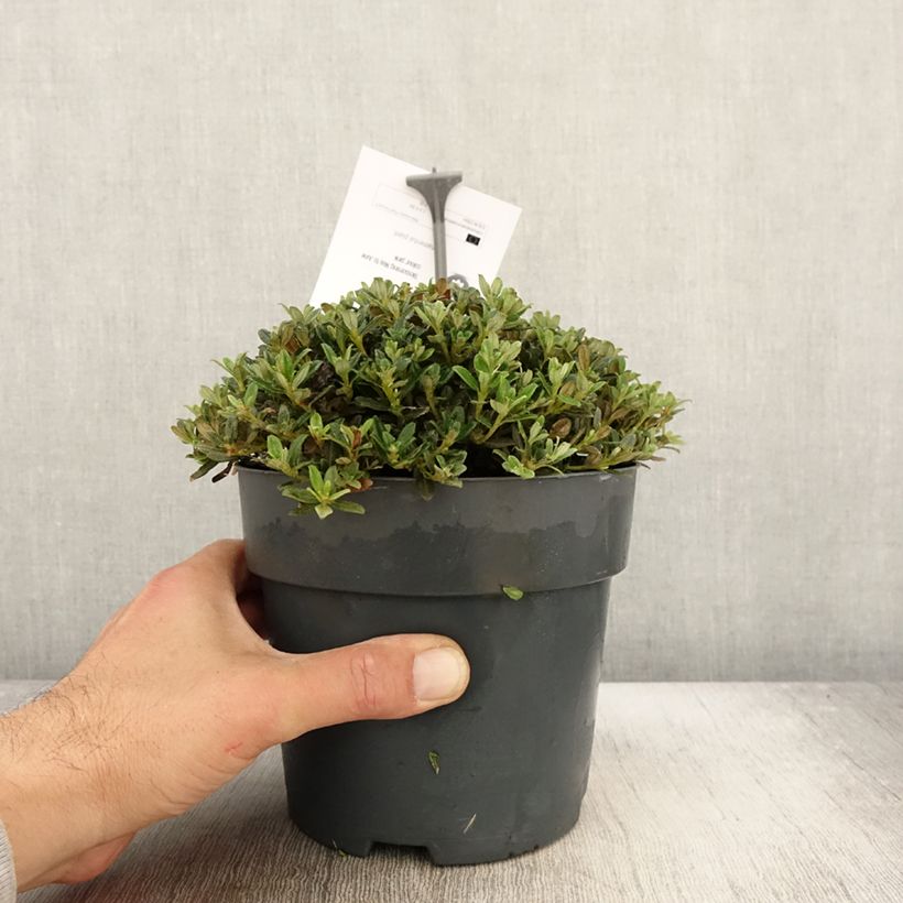 Exemplaar van Rhododendron keleticum - Rhododendron nain Pot de 2L/3L zoals geleverd in de herfst