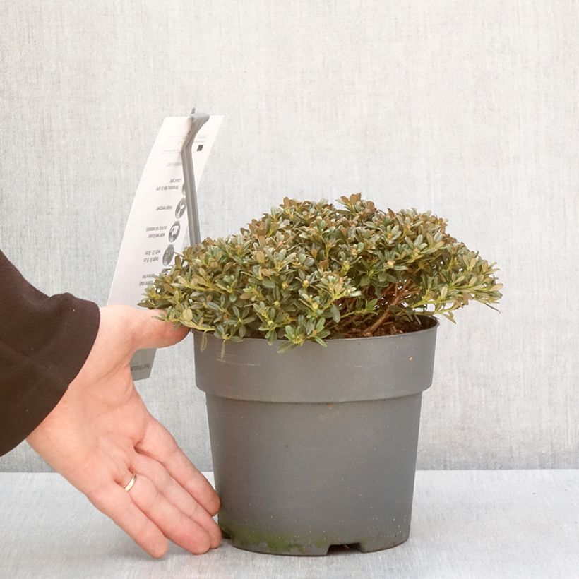 Exemplaar van Rhododendron keleticum - Dwergrododendron Pot van 2 l/3 l zoals geleverd in de winter