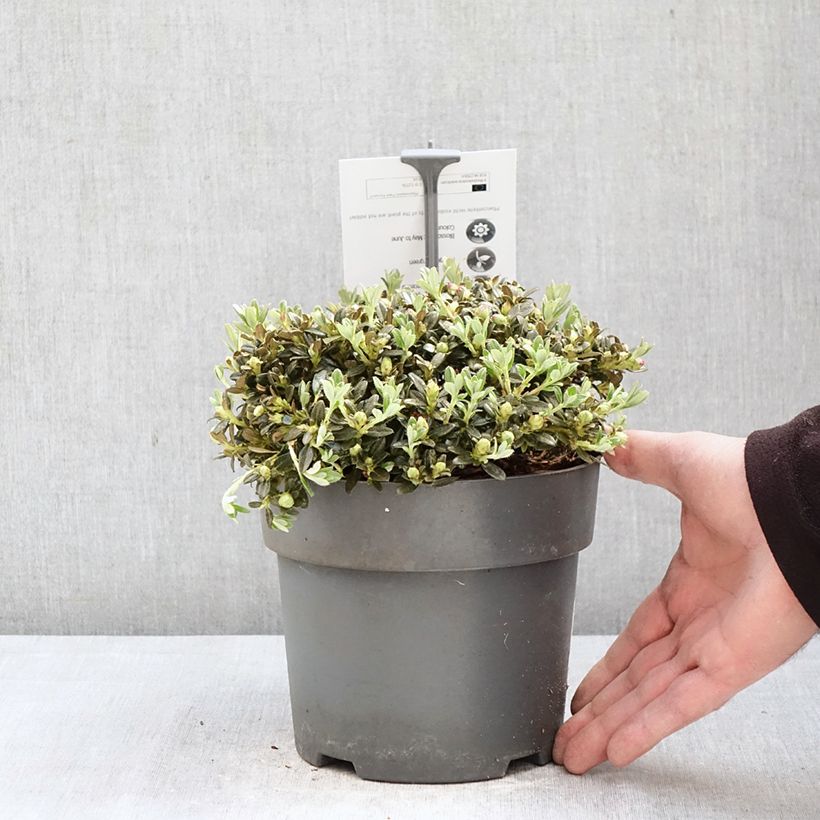 Exemplaar van Rhododendron keleticum - Dwergrododendron Pot van 2 l/3 l zoals geleverd in de lente