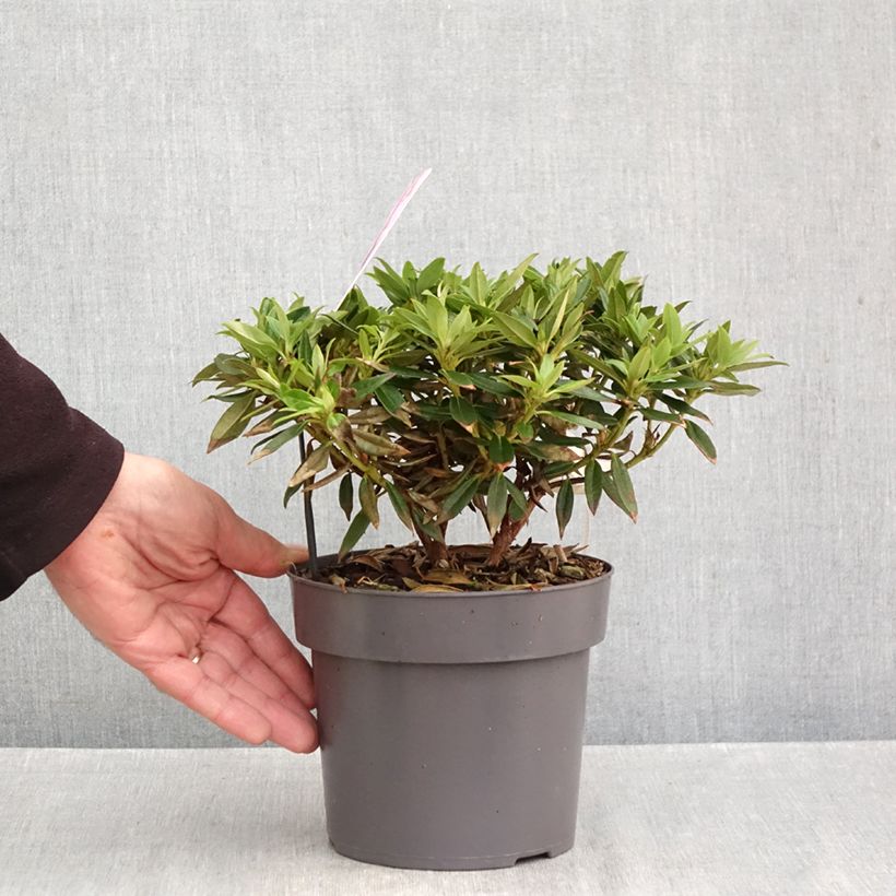 Exemplaar van Rhododendron keleticum Robert Seleger - Dwergrododendron Pot van 2 l/3 l zoals geleverd in de herfst
