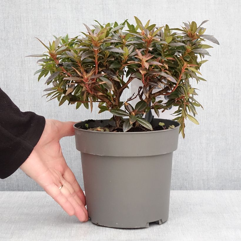 Exemplaar van Rhododendron keleticum Robert Seleger - Rhododendron nain Pot de 2L/3L zoals geleverd in de winter