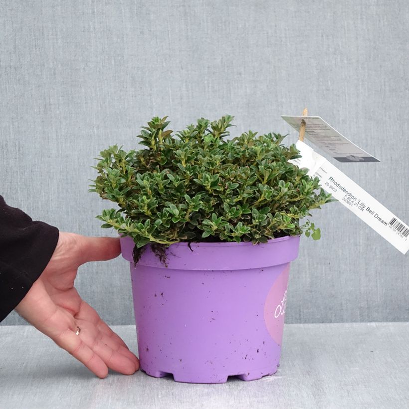 Exemplaar van Rhododendron keleticum Lilly Bell Dream - Dwergrododendron Pot van 3 l/4 l zoals geleverd in de herfst