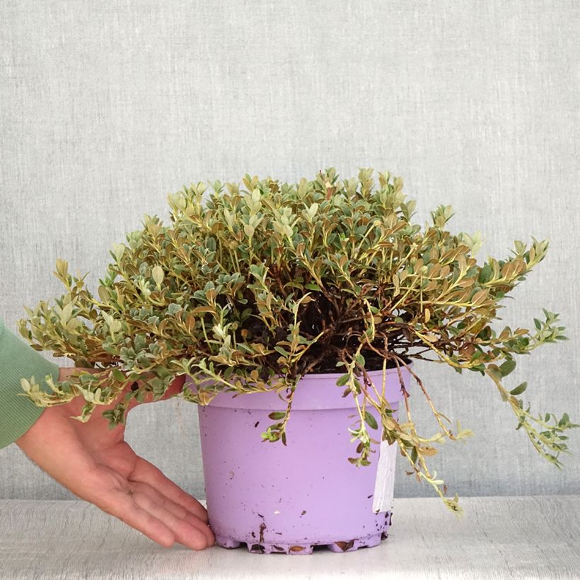 Exemplaar van Rhododendron keleticum Lilly Bell Dream - Dwergrododendron Pot van 3 l/4 l zoals geleverd in de zomer