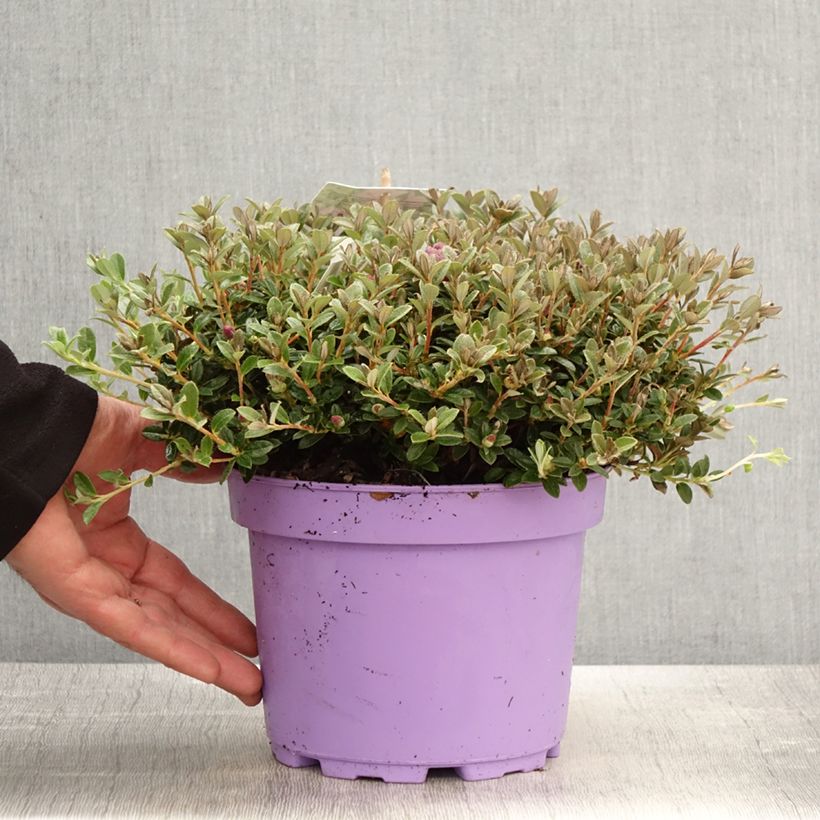 Exemplaar van Rhododendron keleticum Lilly Bell Dream - Dwergrododendron Pot van 3 l/4 l zoals geleverd in de lente