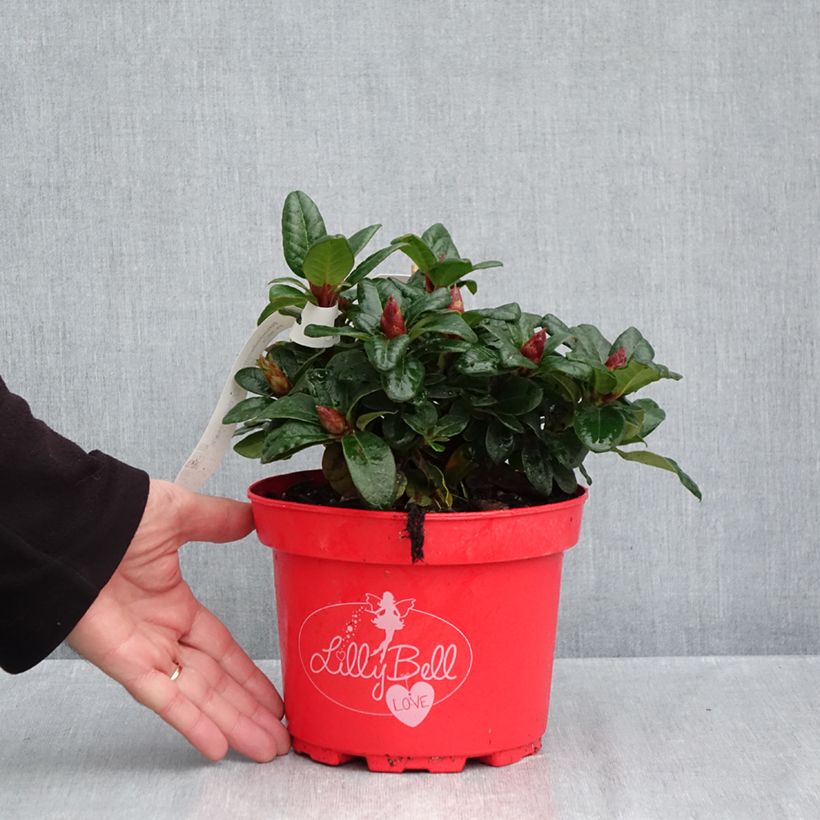 Exemplaar van Rhododendron Lilly Bell Love - Dwergrododendron Pot van 3 l/4 l zoals geleverd in de herfst