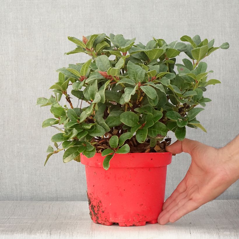 Exemplaar van Rhododendron Lilly Bell Love - Dwergrododendron Pot van 3 l/4 l zoals geleverd in de zomer