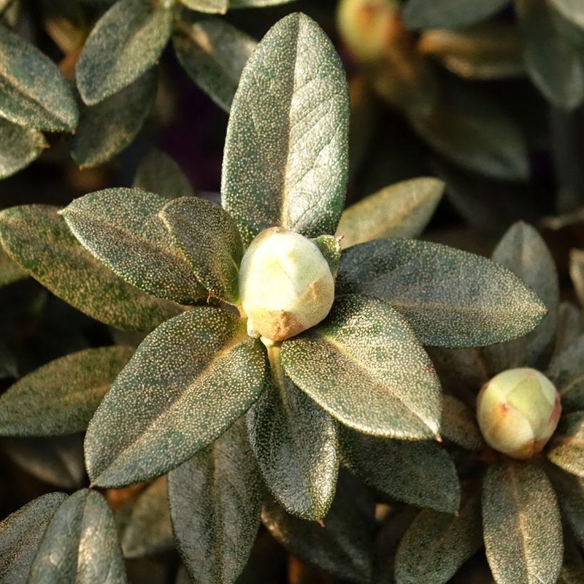 Rhododendron Lilly Bell Magic - Dwergrododendron (Blad)