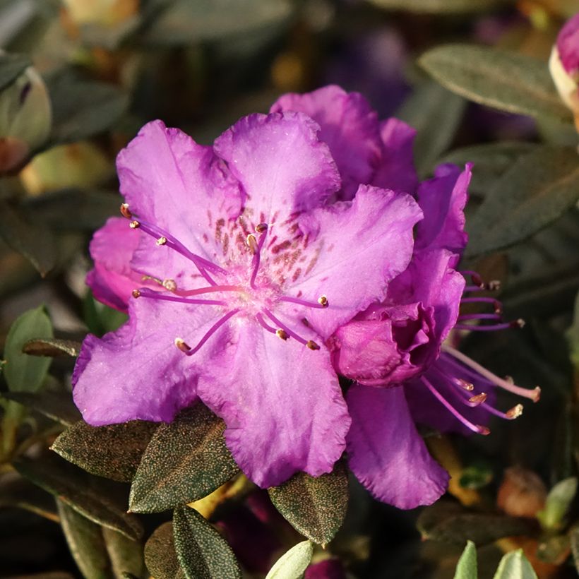 Rhododendron Lilly Bell Magic - Dwergrododendron (Bloei)