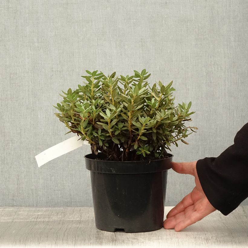 Exemplaar van Rhododendron Lilly Bell Magic - Rhododendron nain Pot de 3L/4L zoals geleverd in de herfst
