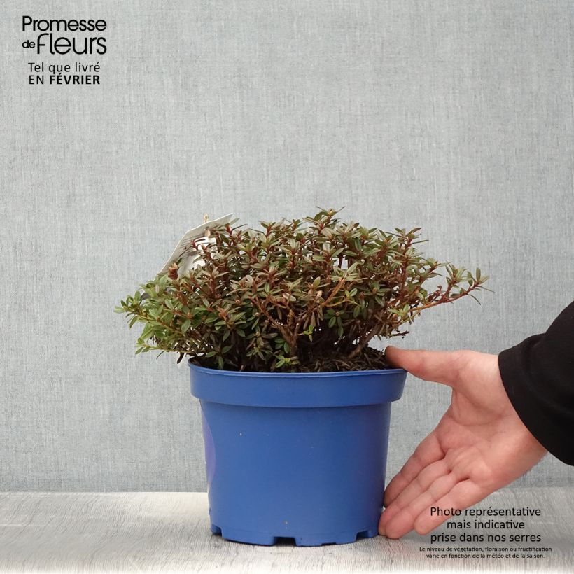 Exemplaar van Rhododendron Lilly Bell  Night - Rhododendron nain Pot de 3L/4L zoals geleverd in de winter