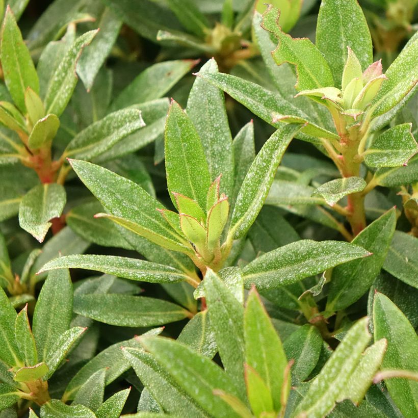 Rhododendron campylogynum var. myrtilloides - Dwergrododendron (Blad)