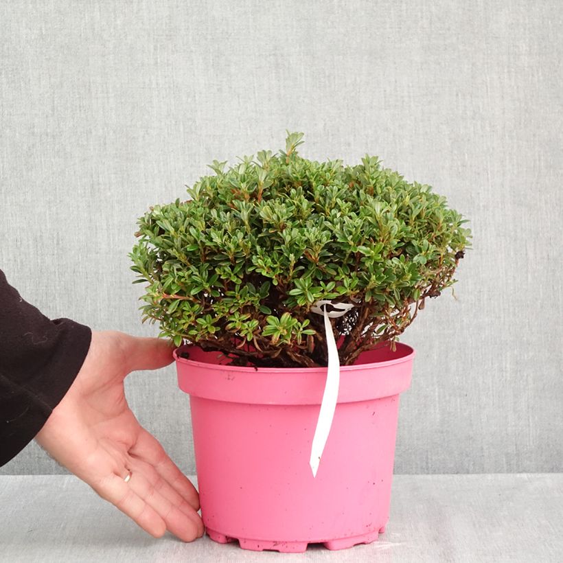Exemplaar van Rhododendron campylogynum var. myrtilloides - Dwergrododendron Pot van 3 l/4 l zoals geleverd in de herfst