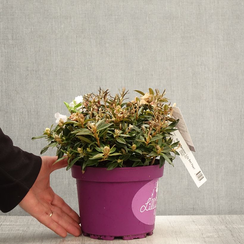 Exemplaar van Rhododendron campylogynum var. myrtilloides - Dwergrododendron Pot van 3 l/4 l zoals geleverd in de lente