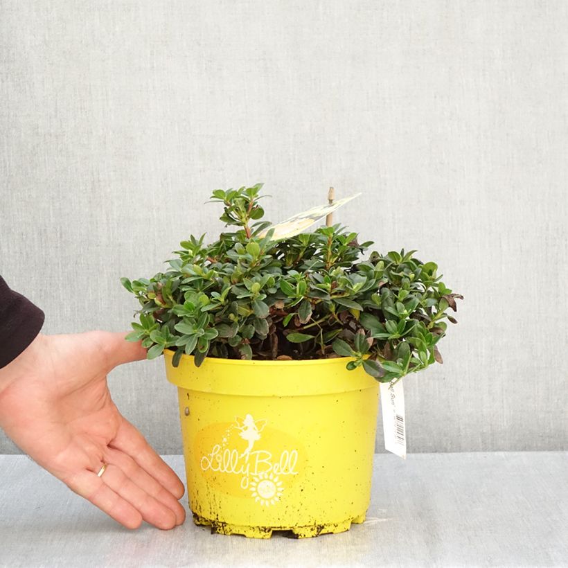 Exemplaar van Rhododendron Lilly Bell Sun - Dwergrododendron Pot van 3 l/4 l zoals geleverd in de herfst