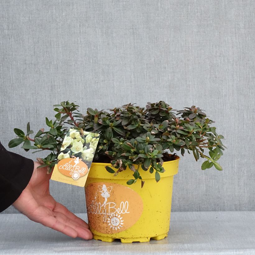 Exemplaar van Rhododendron Lilly Bell Sun - Rhododendron nain Pot de 3L/4L zoals geleverd in de winter